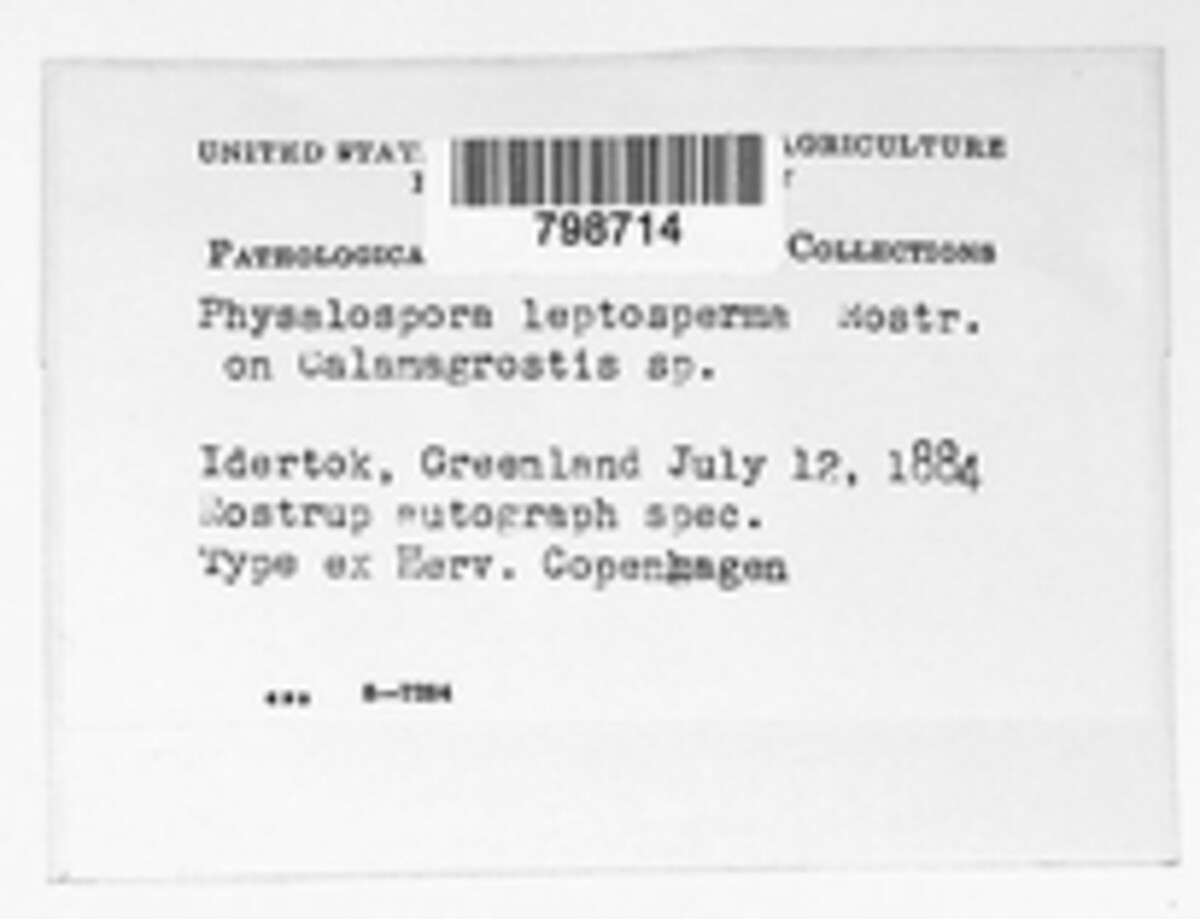 Physalospora leptosperma image